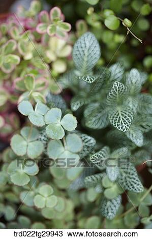 Stock Image - close up of plant. Fotosearch