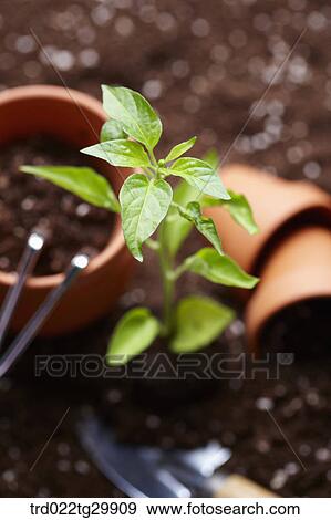 Stock Photo - close up of plant with gardening tools. Fotosearch