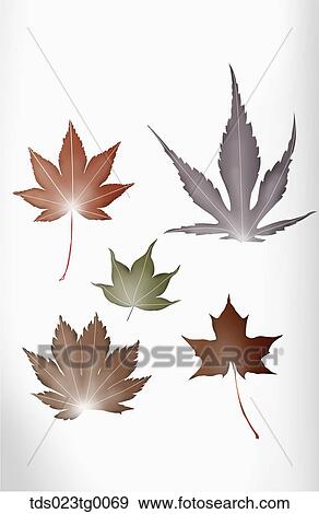 Five Maple Leaves View Large Photo Image Stock Photo - Five Maple Leaves. Fotosearch