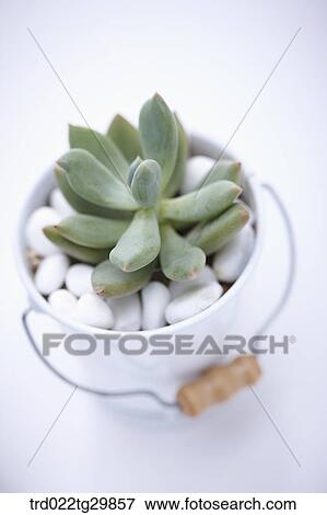 Stock Photo - fleshy plant in flower pot. Fotosearch