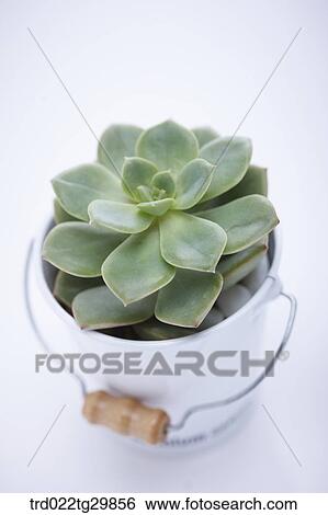 Stock Photograph - fleshy plant in flower pot. Fotosearch