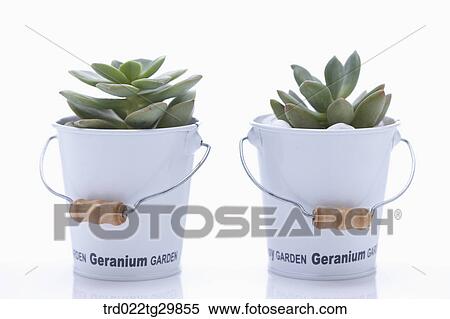 Stock Photography - fleshy plant in flower pots. Fotosearch