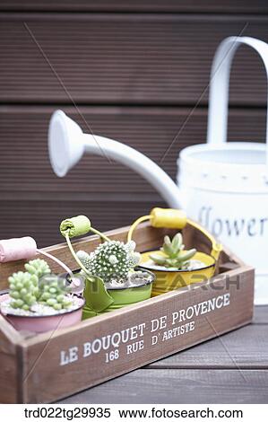 Stock Photography - fleshy plant in the flower pot and watering can. Fotosearch