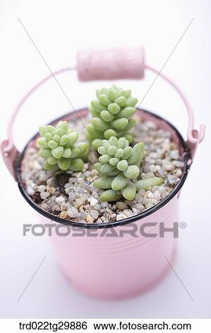 Stock Photograph - fleshy plants in flower pot. Fotosearch