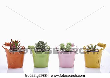 Picture - fleshy plants in flower pots. Fotosearch