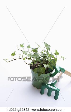 flower pot and hooks View Large Photo Image Stock Image - flower pot and hooks. Fotosearch