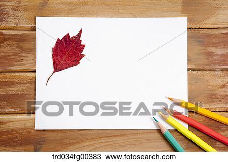 Four Color Pencils And A Fallen Leaf On White Paper View Large Photo Image Stock Image - Four Color Pencils And A Fallen Leaf On White Paper. Fotosearch