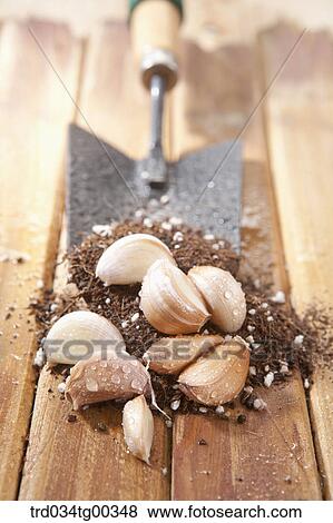 Fresh Garlic And Soil On Shovel View Large Photo Image Stock Photo - Fresh Garlic And Soil On Shovel . Fotosearch