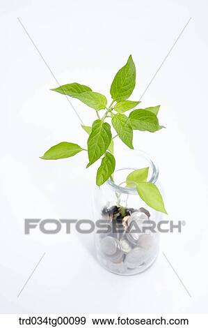 Stock Photo - green plant and coins in water bottle. Fotosearch