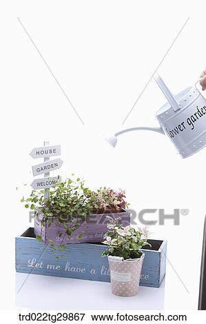 Stock Photo - hands watering to the herb in flower pot. Fotosearch