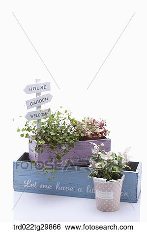Stock Photograph - herb plant in flower pot and sign. Fotosearch