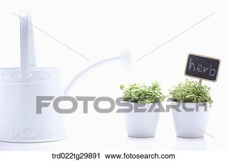 herb plant in flower pots and watering can View Large Photo Image Stock Image - herb plant in flower pots and watering can. Fotosearch