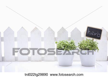 Stock Image - herb plant in flower pots. Fotosearch