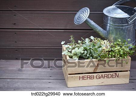 herb plant in the flower pot and watering can View Large Photo Image Stock Image - herb plant in the flower pot and watering can. Fotosearch