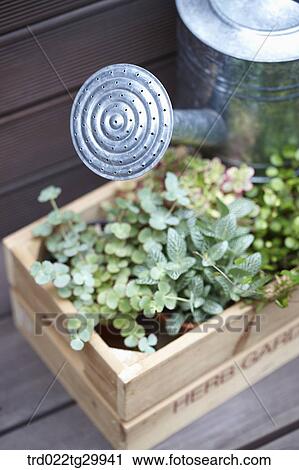 herb plant in the flower pot and watering can View Large Photo Image Stock Image - herb plant in the flower pot and watering can. Fotosearch