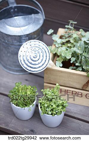 herb plant in the flower pot and watering can View Large Photo Image Stock Image - herb plant in the flower pot and watering can. Fotosearch