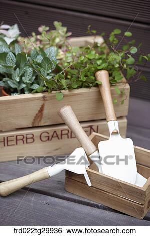herb plant in the flower pot and gardening tools View Large Photo Image Stock Photograph - herb plant in the flower pot and gardening tools. Fotosearch