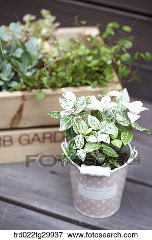 herb plant in the flower pot View Large Photo Image Stock Photo - herb plant in the flower pot . Fotosearch