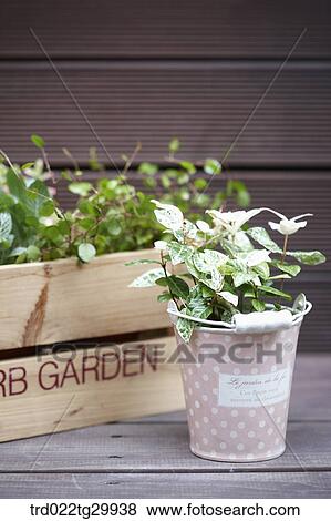 herb plant in the flower pot View Large Photo Image Stock Photo - herb plant in the flower pot . Fotosearch