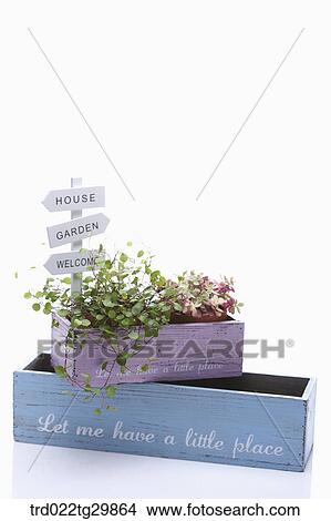 herb plant with signs View Large Photo Image Picture - herb plant with signs. Fotosearch