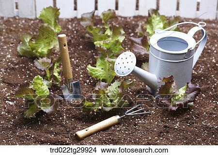 lettuces are in the dirt with bardening tools View Large Photo Image Picture - lettuces are in the dirt with bardening tools. Fotosearch