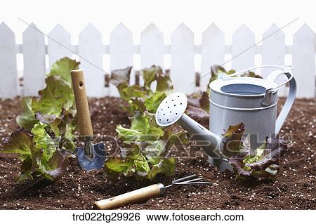 lettuces are in the dirt with bardening tools View Large Photo Image Stock Photograph - lettuces are in the dirt with bardening tools. Fotosearch