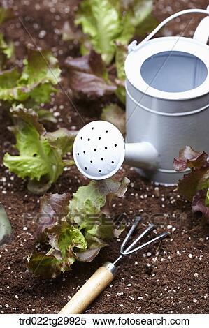 Stock Photography - lettuces are in the dirt with bardening tools. Fotosearch