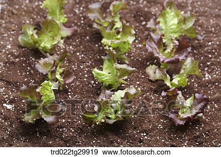 Stock Photo - lettuces in the dirt. Fotosearch