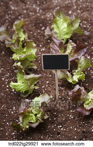 Stock Image - lettuces in the dirt with sign. Fotosearch