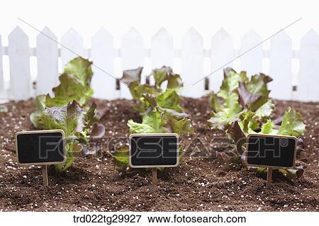 lettuces were arranged with signs View Large Photo Image Stock Photo - lettuces were arranged with signs. Fotosearch