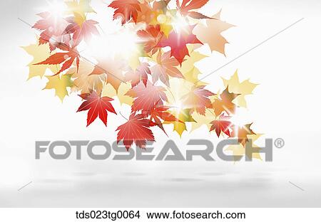 Maple Leaves Shining View Large Photo Image Picture - Maple Leaves Shining. Fotosearch