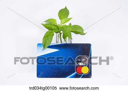 plant and credit card View Large Photo Image Stock Photography - plant and credit card. Fotosearch