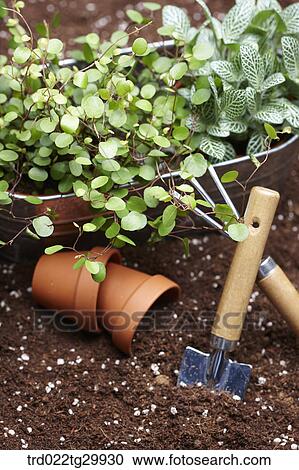 plant in flower pot and being with gardening tools View Large Photo Image Stock Image - plant in flower pot and being with gardening tools. Fotosearch