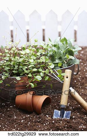 plant in flower pot and being with gardening tools View Large Photo Image Stock Photo - plant in flower pot and being with gardening tools. Fotosearch