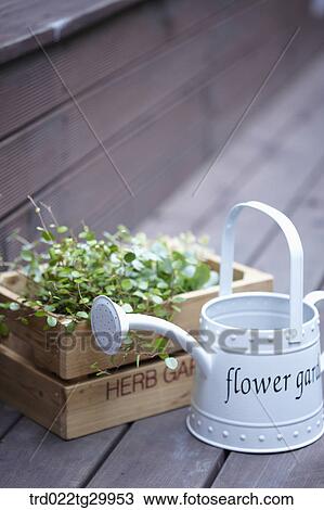 Stock Image - plant in flower pot and watering can. Fotosearch