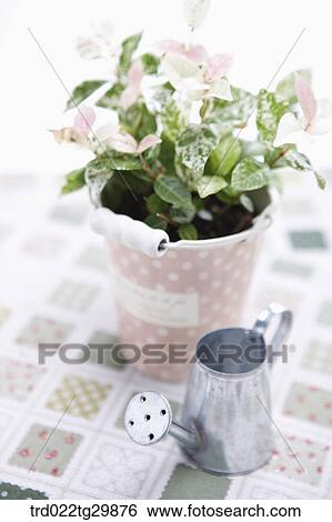plant in flower pot and watering can View Large Photo Image Stock Photograph - plant in flower pot and watering can. Fotosearch