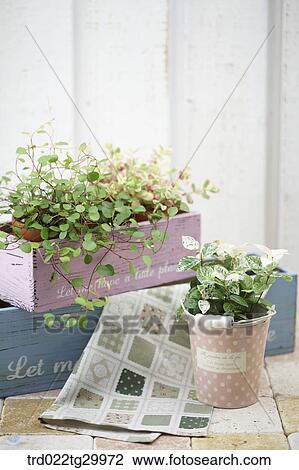 Stock Image - plant in flower pots and table cloth. Fotosearch