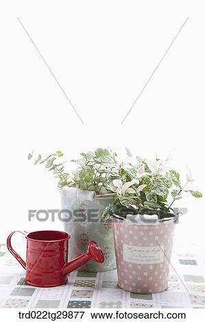 plant in flower pots and watering can View Large Photo Image Stock Photo - plant in flower pots and watering can. Fotosearch