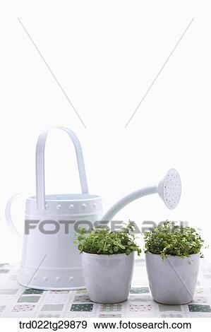 Stock Photo - plant in flower pots and watering can. Fotosearch