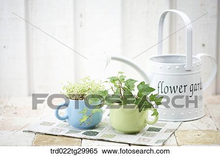 plant in flower pots and watering can View Large Photo Image Stock Photography - plant in flower pots and watering can. Fotosearch