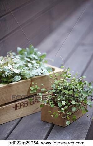 plant in flower pots View Large Photo Image Picture - plant in flower pots. Fotosearch