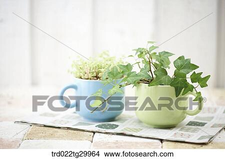 plant in flower pots View Large Photo Image Picture - plant in flower pots. Fotosearch