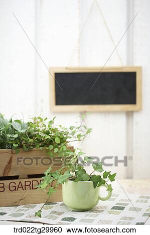 plant in flower pots View Large Photo Image Stock Image - plant in flower pots. Fotosearch