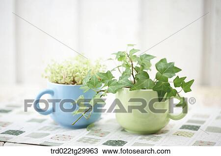 plant in flower pots View Large Photo Image Stock Image - plant in flower pots. Fotosearch
