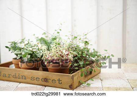 Stock Image - plant in flower pots. Fotosearch