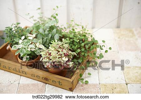 plant in flower pots View Large Photo Image Stock Image - plant in flower pots. Fotosearch