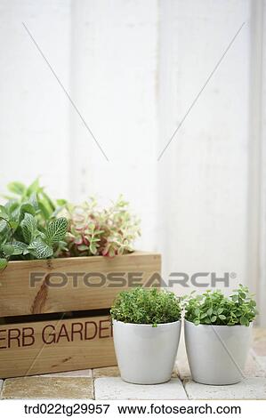plant in flower pots View Large Photo Image Stock Photo - plant in flower pots. Fotosearch