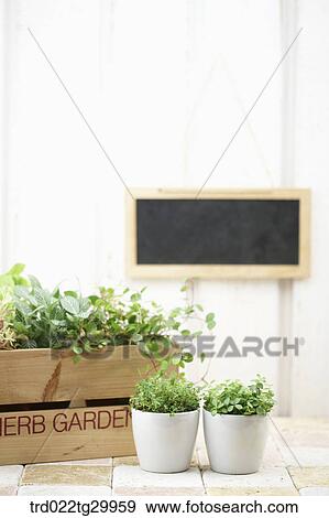 Stock Photo - plant in flower pots. Fotosearch