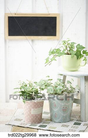 Stock Photo - plant in flower pots. Fotosearch