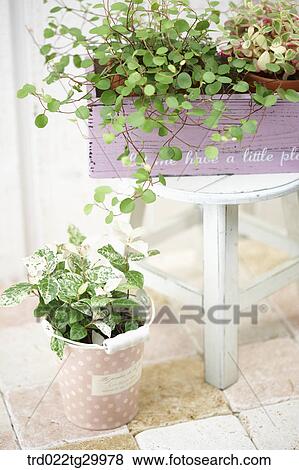 Stock Photo - plant in flower pots. Fotosearch